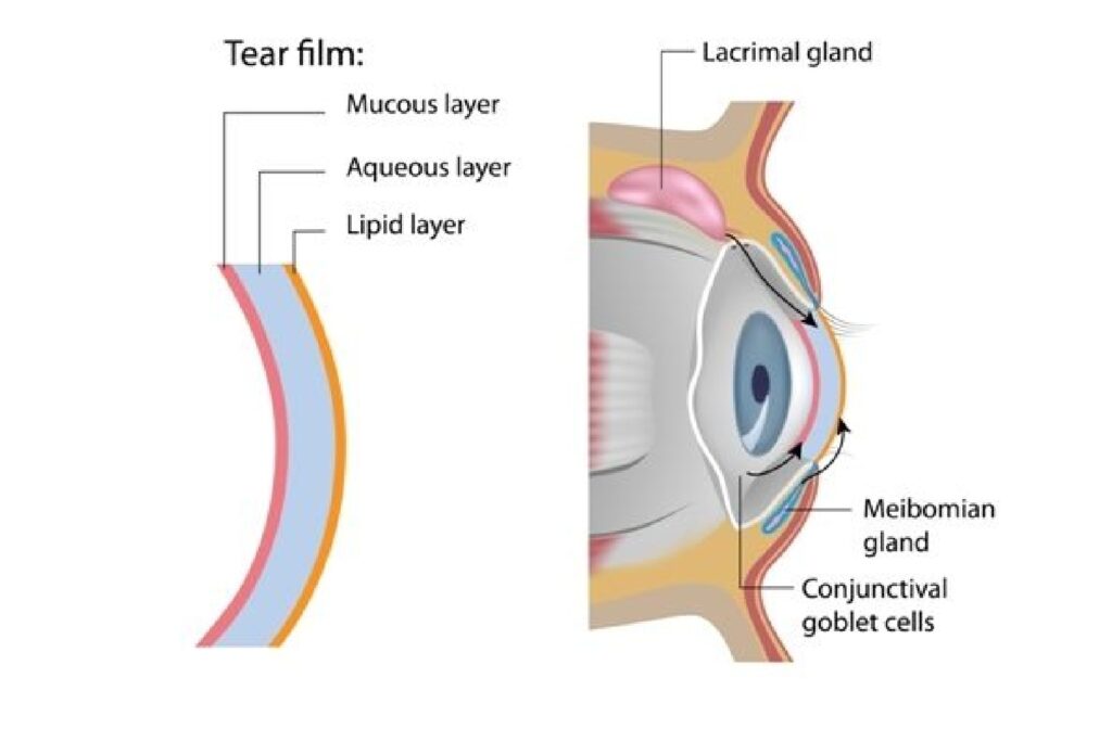 Diagram of the tear film layers and eye anatomy showing the mucous, aqueous, and lipid layers, along with the lacrimal gland, meibomian glands, and conjunctival goblet cells.
