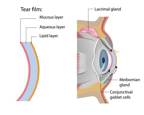 Medical diagram showing tear film structure with three layers (mucous, aqueous, lipid) and cross-section of eye anatomy highlighting meibomian gland, lacrimal gland, and conjunctival goblet cells.